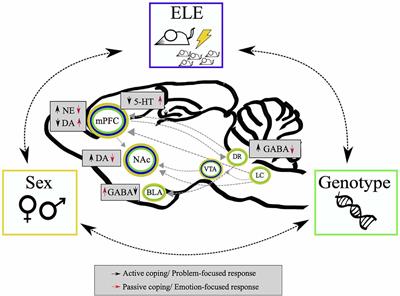 Interactions Between Experience, Genotype and Sex in the Development of Individual Coping Strategies